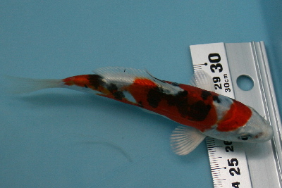 20080120 014t-400.jpg